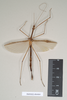 copyright Natural History Museum, London. female of Necroscia sipylus (paralectotype). Depicts CollectionObject 1562029; eca50ffd-5ecd-4700-bb73-81f80c633884, a CollectionObject.;copyright Natural History Museum, London. female of Necroscia sipylus (paralectotype). Depicts CollectionObject 1562030; 7567f662-c345-4d65-8ecb-01c7d6d4ef45, a CollectionObject.