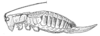 Brachyteleutias nigrovittatus Beier, 1960: Fig. 138. female habitus (body length 30 mm, ovipositor 13.2 mm). (Otu).