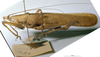 CollectionObject 1541564; 89cb384f-9f88-47e8-9b21-47cf476f22ed, MNHN3225814: female, lateral view. (CollectionObject).