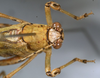 CollectionObject 1503503; 3d983e5e-5dd8-4a81-97e1-f2edc5a589ae: male head and pronotum, dorsal view (holotype). (CollectionObject).