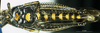 CollectionObject 1537631; 73e85330-7646-4751-a726-3c36cfddd034: female, ventral view (paratype). (CollectionObject).