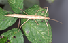 Agamemnon cornutus (Burmeister, 1838): copyright P.D. Brock. Agamemnon cornutus female (culture stock, ex. Tortola Is. on bramble Rubus fruticosus). (Otu).