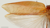 CollectionObject 1586792; b2b05d79-8dbb-4975-aa7b-8044811d7573: male, left tegmen, scale bar 10 mm. (CollectionObject).