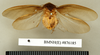 CollectionObject 1573068; 70c5adcf-488b-4d09-8c83-5fdb91910c4e: Copyright Natural History Museum, London. Non-type (adult male) in BM(NH). Dorsal view. (CollectionObject).