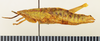 CollectionObject 1518463; e6e20156-63b7-4902-927f-84fd2e7f9b62: female, lateral view (holotype). (CollectionObject).