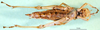 CollectionObject 1500944; 868f08be-b69d-4e3e-8fd5-9584caa2a782: female, ventral view (syntype of Symbellia stigmatica). (CollectionObject).