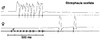 Arnobia ocellata (Ingrisch, 1994): song. (Otu).