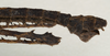 CollectionObject 1577049; 313d62c4-8fe0-4fea-ac1c-777a0eb59eda: copyright ZIN St. Petersburg. male: end of abdomen, lateral view (holotype). (CollectionObject).