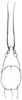 Bucrates malivolans (Scudder, 1878): Pl. 1 fig. 11. head and pronotum, dorsal view. (Otu).