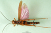 CollectionObject 1502240; a288b8f6-d1b7-4326-9ad6-dd9953d25bb5: male, ventral view (syntype of Chariacris amethystina). (CollectionObject).