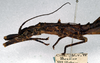 CollectionObject 1558520; NMW 121', 90e6d205-e621-402d-a3cd-ed4214e2a654: copyright NMW. female: head and thorax, lateral view (paralectotype). (CollectionObject).