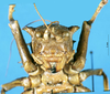 CollectionObject 1568348; 2cb6c708-0bee-40bc-9f80-b316f4b2ba63: female, frontal view (syntype of Acanthoproctus elaphos). (CollectionObject).