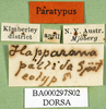 CollectionObject 1576216; 9d46f2c7-9426-4939-836e-e8e04ea2a7c3: labels (paralectotype). (CollectionObject).