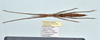 CollectionObject 1559915; 69f249c1-6a19-4cfc-9601-d21466f11b2b: copyright MNHN, Paris. female (paratype). (CollectionObject).