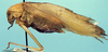 male (allotype). Depicts Amblycorypha floridana Rehn & Hebard, 1905, an Otu.