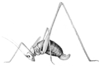 Arethaea carita Scudder, 1902: Pl. 4 fig. 5. female (body length 19 mm, pronotum 4 mm, ovipositor 4.5 mm). (Otu).