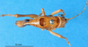 CollectionObject 1502149; 86f71904-2300-40d8-9a46-0ae9ce868b3f: male, dorsal view (syntype of Anthracites kilimandjaricus). (CollectionObject).