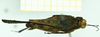 CollectionObject 1585769; 6105cb13-8bb9-4189-9d5f-46507213264b: female, dorsal view (syntype). (CollectionObject).