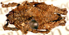 CollectionObject 1575678; 4a9e3524-ccfd-4ab0-97f8-afc9e7008241: dorsal view. (CollectionObject).