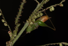 brachypterous male (Brazil, Amazon rainforest, 2022). Depicts CollectionObject 1597301; f4a51049-45cc-4514-8e0c-a49578991cf1, a CollectionObject.