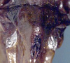 CollectionObject 1520828; f0f418f7-40b0-46ee-aec9-612bbdb7c663: female subgenital plate (allotype). (CollectionObject).