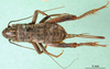 CollectionObject 1501817; f7aca8c2-1495-485d-b244-f673c58ae65a: female, dorsal view. (CollectionObject).