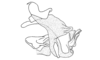 Atopacris manabiensis Amédégnato & Poulain, 1998: Fig. 52. Phallic complex (lateral view). (Otu).