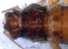 CollectionObject 1582269; 382d9f2c-5497-43f9-9704-370a993d4ba4: female, head and thorax, dorsal view (paratype). (CollectionObject).