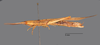 CollectionObject 1524412; 3b5affa0-d233-4f46-81ee-5fee74c157e8: male, lateral view (holotype). (CollectionObject).