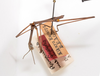 CollectionObject 1558032; ANSP(SF IMPORT DUPLICATE) 5171, 6724ea4c-6985-4ba7-9840-a431684ea688: copyright ANSP. male, lateral view (holotype). (CollectionObject).