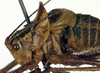 CollectionObject 1500671; 0e378116-1106-48e8-8d35-788bf6bad3d2: male head and pronotum, lateral view (holotype of Poecilimon richteri). (CollectionObject).