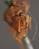 Head: (Observation).