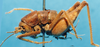 CollectionObject 1575887; c69968a9-c2c3-45af-ac48-2116095f2849: male, lateral view. (CollectionObject).