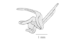 Arimacris trinitatis (Bruner, 1906): Fig. 5F. phallic complex without epiphallus, lateral view. (Otu).