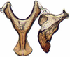 Connective on Achaeticina Emeljanov, 1962: Achaetica anbasidis, connective, stylus, and aedeagus, ventrally (INHS). (Observation).