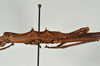 CollectionObject 1557491; 95bc6885-bb4f-468a-b81e-b144536c8e95: copyright USNM, Washington. (CollectionObject).