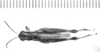 Dichroplus cinereus Bruner, 1900: male, dorsal view (syntype?). (Otu).