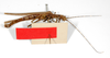 CollectionObject 1561395; bc1fdb78-b14d-4fa5-a7cc-d74f9f299480: copyright ZMB, Berlin. male, ventral view (lectotype). (CollectionObject).