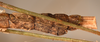 CollectionObject 1560287; 39f9c2f8-46d5-47f7-a05c-5db2c414b514: copyright OUMNH. male: end of abdomen, ventral view (syntype). (CollectionObject).