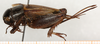 CollectionObject 1499590; 1dc1eb42-9833-42a4-bbcc-4c6a9c6787d8: female, lateral view (allotype). (CollectionObject).