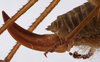 CollectionObject 1534552; ab409a91-6a6e-4d06-bb61-772477dd6f7f: female ovipositor (holotype). (CollectionObject).