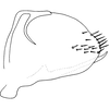 Pygofer, lateral view on Distantasca serratipenis (Qin & Zhang, 2007): Genital capsule, lateral view. (Observation).