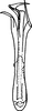 Aedeagus, ventral view on Farynala shengai Dworakowska, 1994: Aedeagus, ventral view. (Observation).