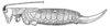 Brachyteleutias oculatus Beier, 1960: Fig. 136. female habitus (body length 30 mm, ovipositor 13.5 mm). (Otu).