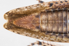 Live specimen: !! display not done !! on Paraphlepsius (Gamarex) rileyi (Baker, 1898): Paraphlepsius rileyi (Baker, 1898), male. Chattanooga, Hamilton Co., Tennessee, USA; July 7, 2021, at light. (Observation).