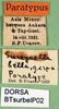 CollectionObject 1568278; 56a1a3cf-6288-4e4e-bd2c-2d131d64bd31: labels (paratype). (CollectionObject).