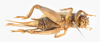 CollectionObject 1535319; 01efe256-e239-4024-8e2f-bbfb7e7ce900, MNHN-EO-ENSIF6924: female, ventral view (holotype). (CollectionObject).