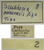 CollectionObject 1542822; 8b3851e8-f589-4e09-9d46-0249f8b8da48: male, labels (holotype). (CollectionObject).