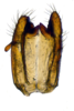 Other: !! display not done !! on new species T1: Varma Distant, 1906: genital styles ventral view. (Observation).