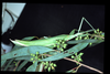 Tropidoderus childreni (Gray, 1833): copyright D.C.F. Rentz. female, NSW, i.1994. (Otu).